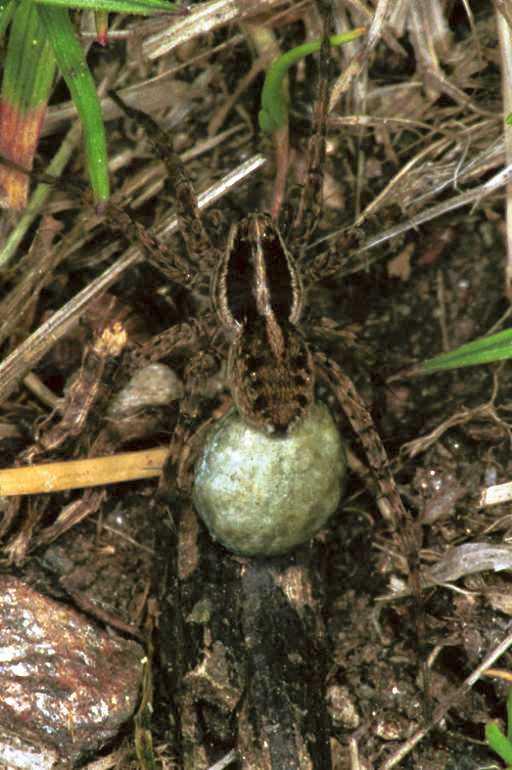 Pardosa_monticola_F1427_Z_80_Mont Aigoual_Frankrijk.jpg